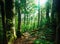 Deep green forest with mossy woods and ferns