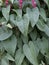 Deep Green Leaves Macro With Pink Pistil