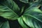 Deep green Peace Lily plant with petal, monocot houseplant glowing in formal garden