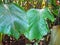Deep green tropical rainforest leaves