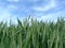 Deep green wheat field in closeup view. crop ears, green stems and leaves. blue sky and clouds in the background.