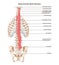 Deep intrinsic back muscles, transversospinalis. Backbone muscular