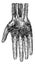 Deep layer of the hand palmar surface, vintage engraving