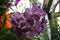 Deep and Light Purple Speckled Vanda Orchid Flowers