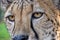 Deep Look, Cheetah, Acinonyx jubatus, Guepard