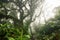 Deep in lush foggy rainforest