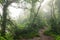 Deep in lush foggy rainforest