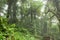 Deep in lush foggy rainforest