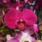 Deep Magenta Single Orchid