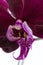 The deep maroon Phalaenopsis Orhid