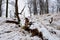 Deep melancholy. Fallen trunk on stony hill. Snowy slippery boulders on hill.