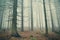 Deep mountain forest in dense fog