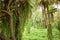 Deep Natural Rain forest/Jungle In India Big Trees And Tree Branches Greenery Stock Photograph