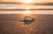 Deep orange sunset photo with jellyfish in foreground