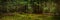 deep pine forest. picturesque widescreen panoramic side view of dense mossy woodland. format 15x3