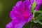 A Deep Pink azalea flower under closeup view