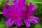 Deep Pink azalea flowers under closeup view