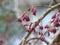 Deep Pink Cherry Blossoms Still in Bud on Bare Branches