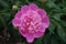 Deep pink flower of common peony