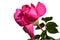 Deep pink flower of modern breed of rose Lady Like, Tantau 1989 on white background