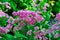 Deep pink flowering plant, hemp agrimony in Gene Leahy Mall Omaha Nebraska USA.