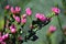 Deep pink flowers of the Australian Native Rose, Boronia serrulata