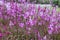 Deep pink flowers of Gaura Belleza close-up.