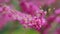 The Deep Pink Flowers. Judas Tree - Cercis Siliquastrum Branch In Full Bloom With Pink Flowers. Close up.