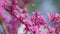 The Deep Pink Flowers. Judas Tree - Cercis Siliquastrum Branch In Full Bloom With Pink Flowers. Close up.