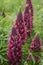 Deep Pink Lupines