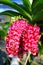 Deep Pink Rhynchostylis Orchid