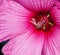 Deep pink Rose Mallow flower