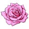 Deep pink rose, top view isolated sketch vector illustration