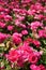 Deep pink roses outdoor sunlight garden
