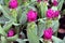 Deep Pink Siam Tulip on the Nursery plants. Curcuma alismatifolia or summer tulip is a tropical plant native to Laos.