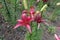 Deep pink spotted flowers of lilies in June