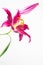 Deep pink stargazer lily flower