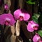 Deep pink sunlit orchids
