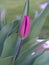 Deep pink tulip in bud, coming into flower