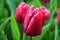 Deep pink tulip bud with raindrops