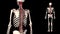 Deep postvertebral muscle -real color - 3D model