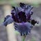 Deep Purple and Black Bearded Iris Flower