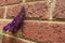 A deep purple butterfly bush blossom against a red brick wall