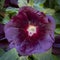 Deep Purple Hollyhocks