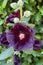 Deep Purple Hollyhocks