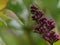 Deep Purple Lilac Flowers Still in Bud in Springtime