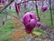 Deep purple magnolia ready to blossom in early spring