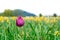 Deep purple pink tulip growing in a flower field on a farm. Bright green, tall stems and yellow tulips in the background.