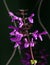 Deep Purple Salvia Flowers Blooming