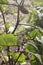 Deep purple tiny eggplants in the noon day sun